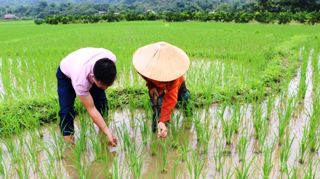 Nông dân Quang Bình tích cực chăm sóc lúa vụ Hè Thu