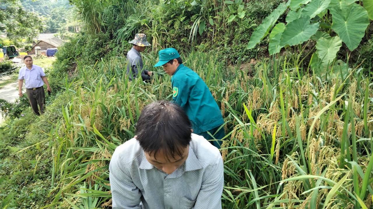 Tổ chức Gặt điểm thống kê năng suất, sản lượng cây lúa vụ xuân hè năm 2021 tại  xã Nà Khương